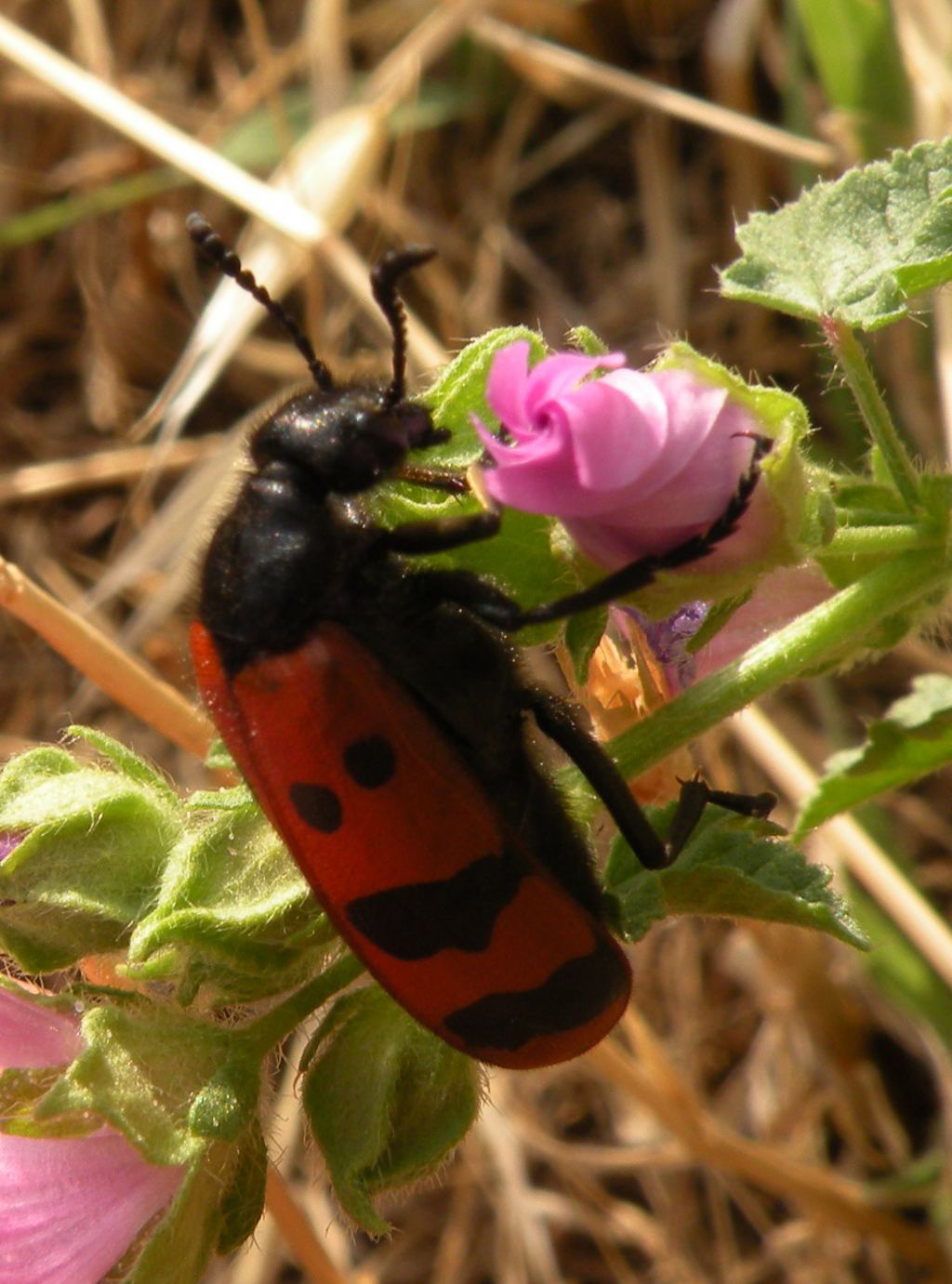 Identificazioni azzardate